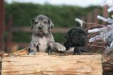 DOGUE ALLEMAND 975